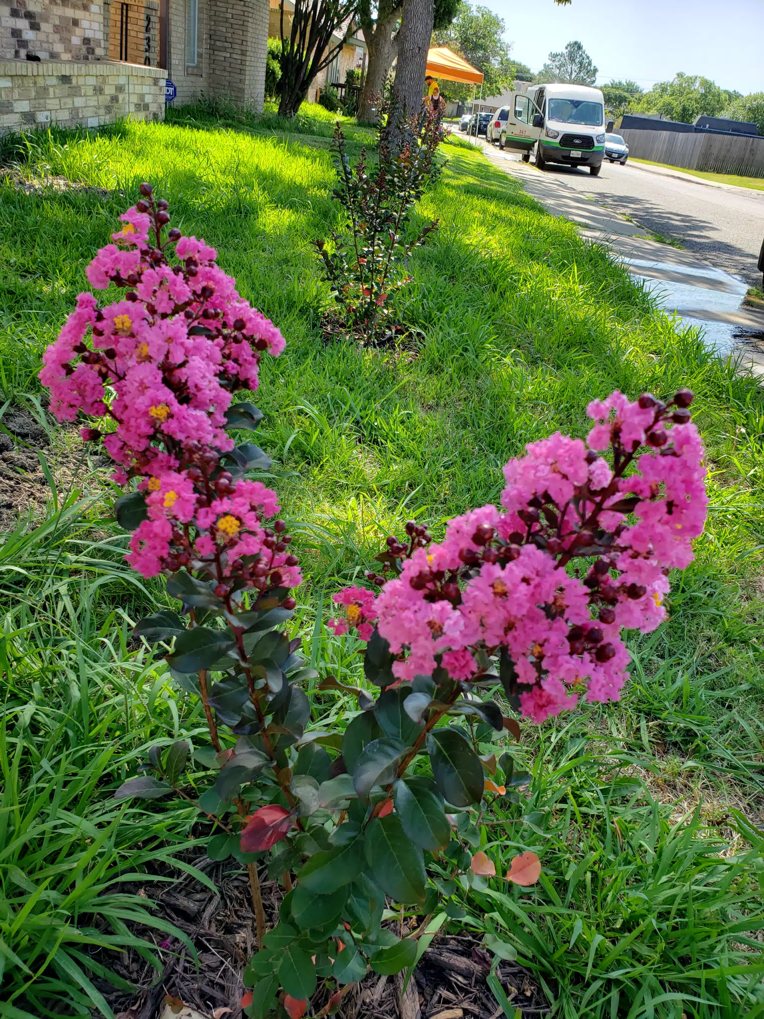 New Trees Planted Out Front