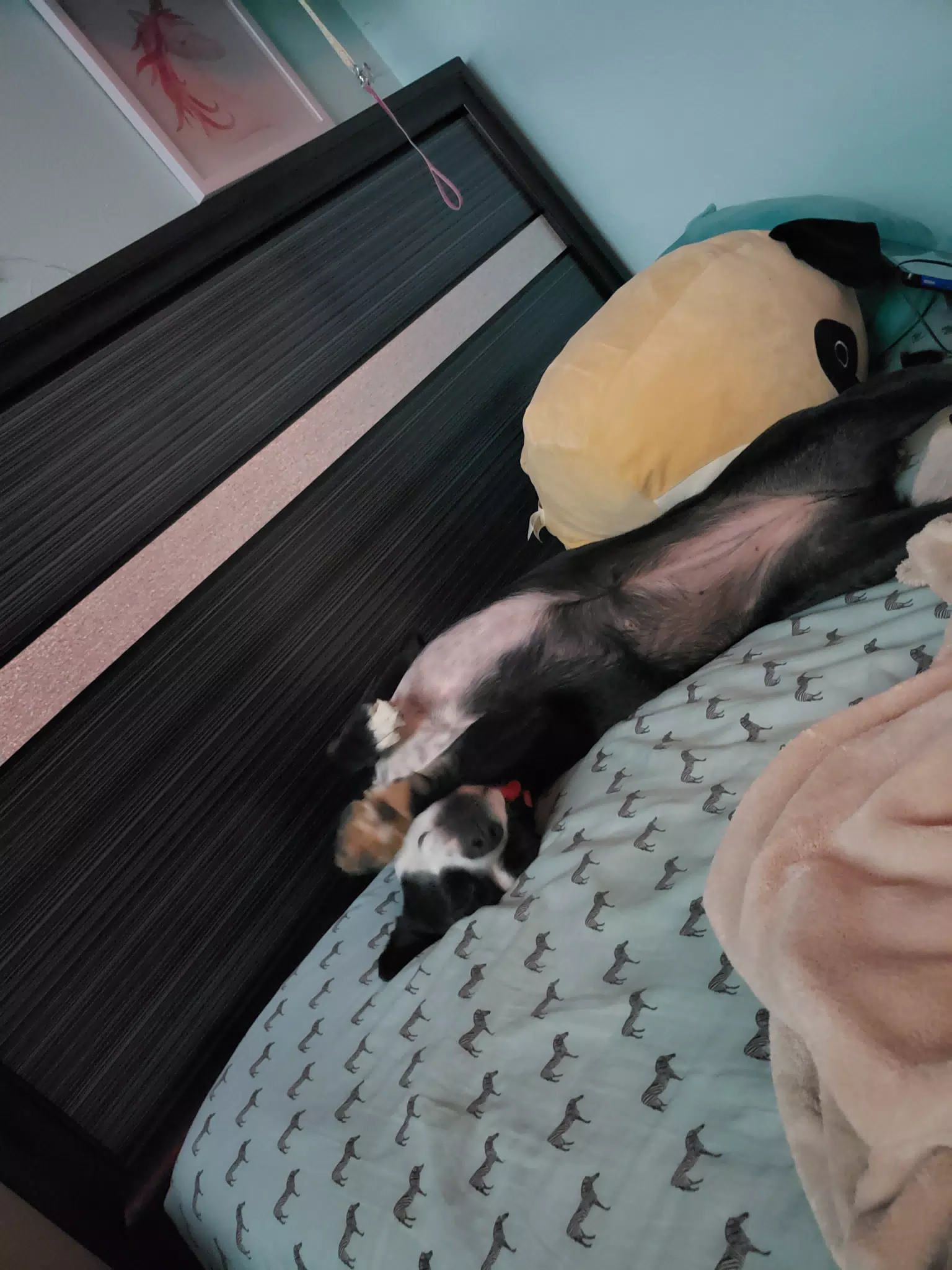 Happy Mia on the Bed