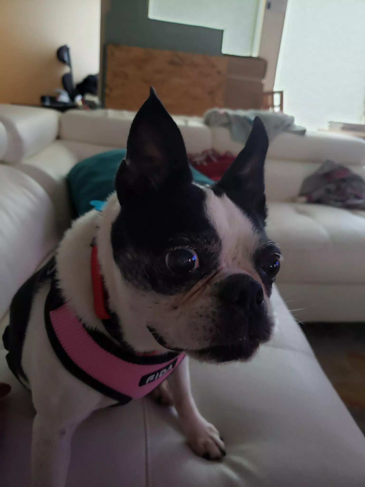 Lula the Boston Terrier