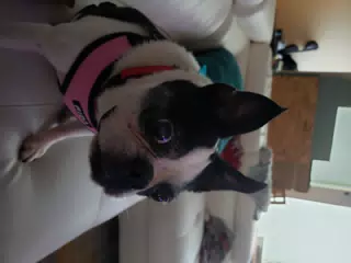 Lula the Boston Terrier