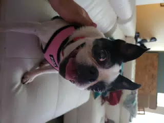 Lula the Boston Terrier