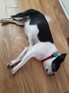 Lula the Boston Terrier