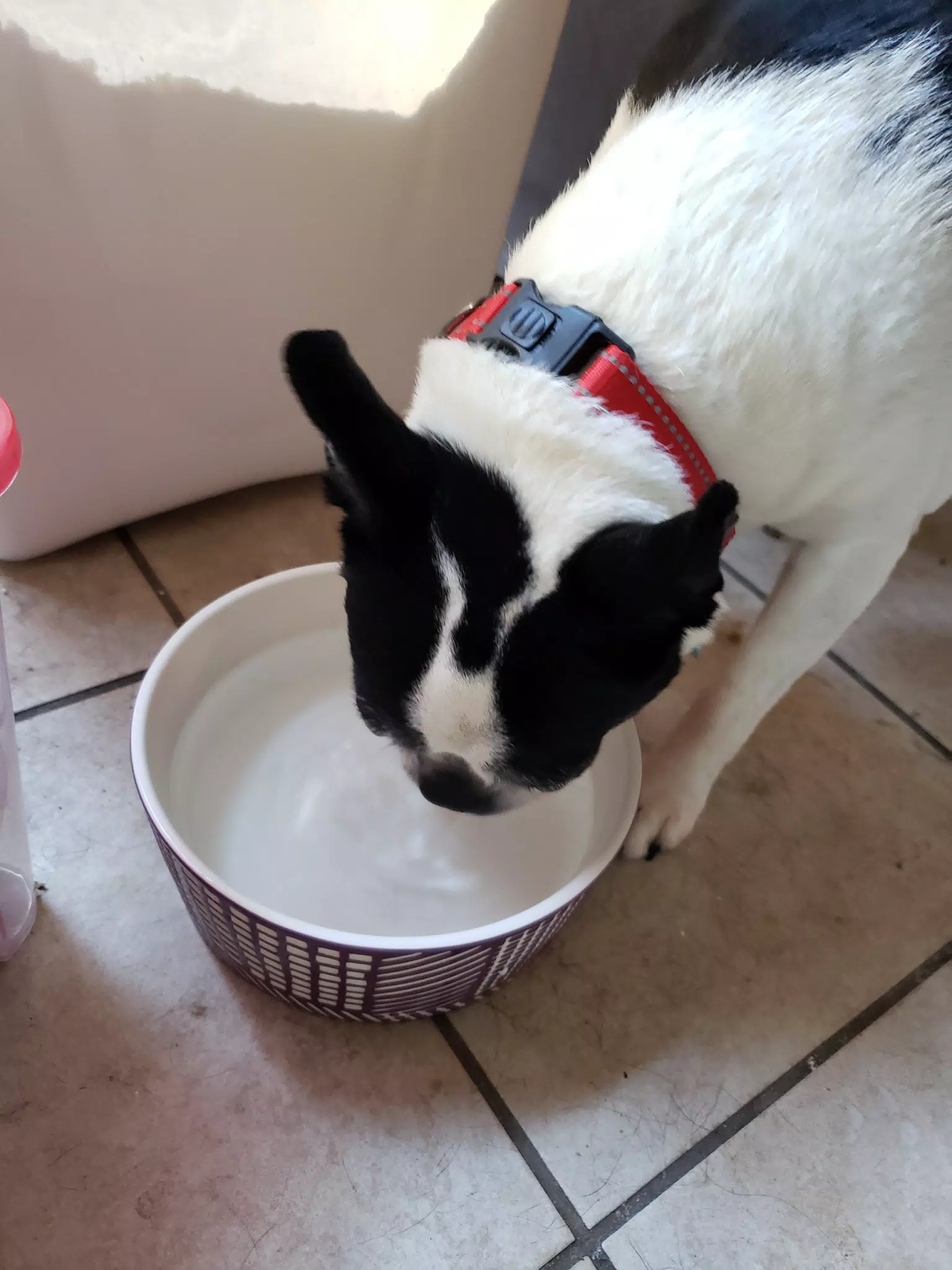 Lula Drinking Water