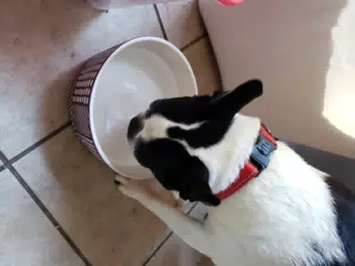 Lula Drinking Water