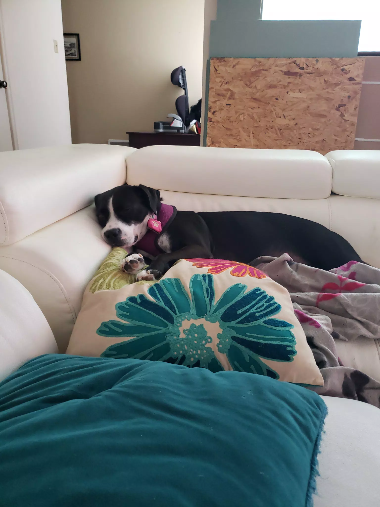 Mia Passed Out on the Couch