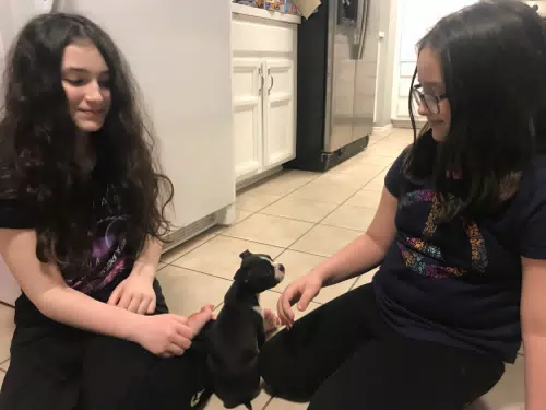 New Boston Puppy