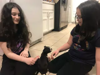 New Boston Puppy