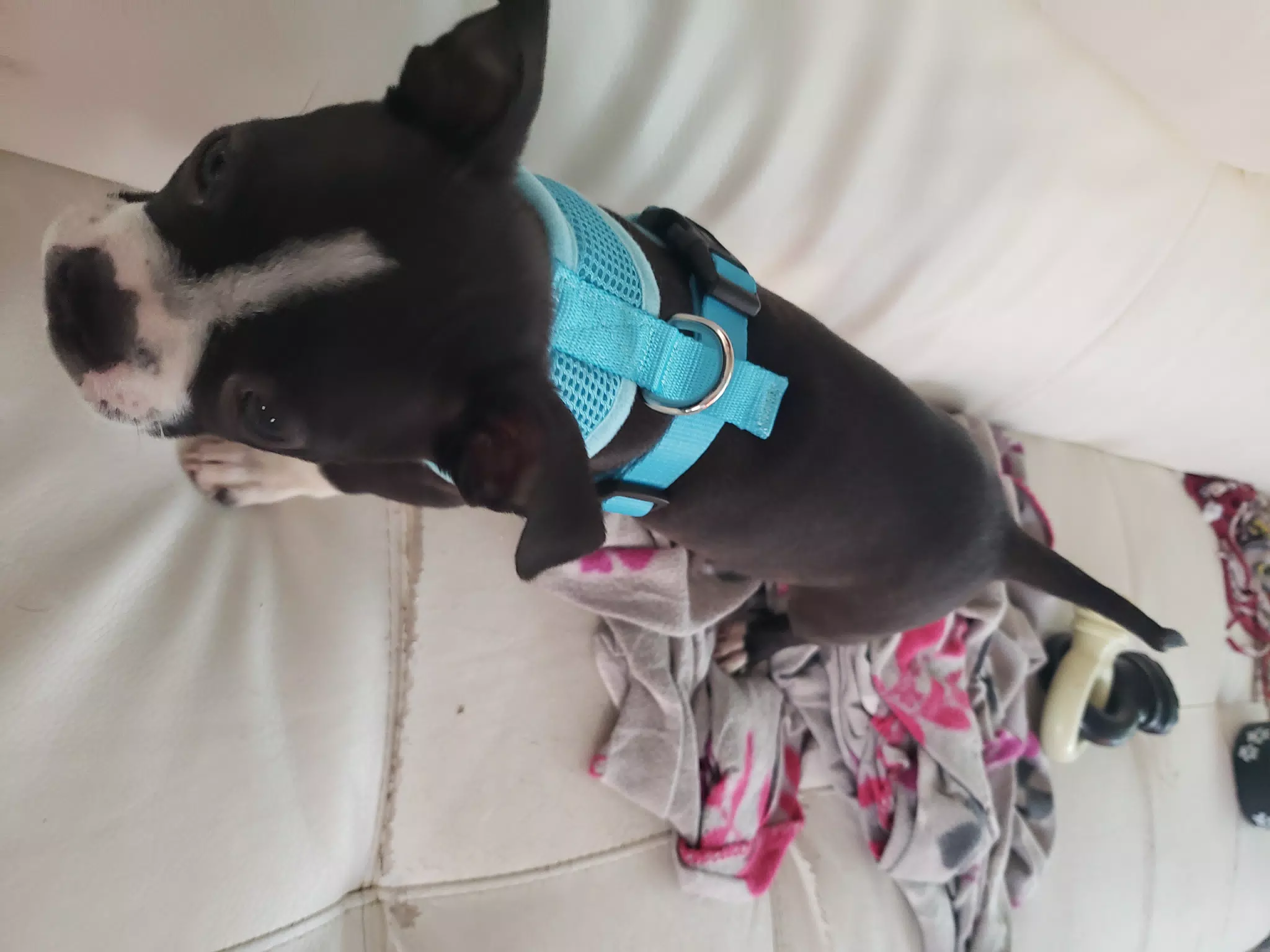 Clive, the Boston Terrier, Showing Off His New Harness
