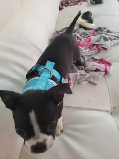 Clive, the Boston Terrier, Showing Off His New Harness