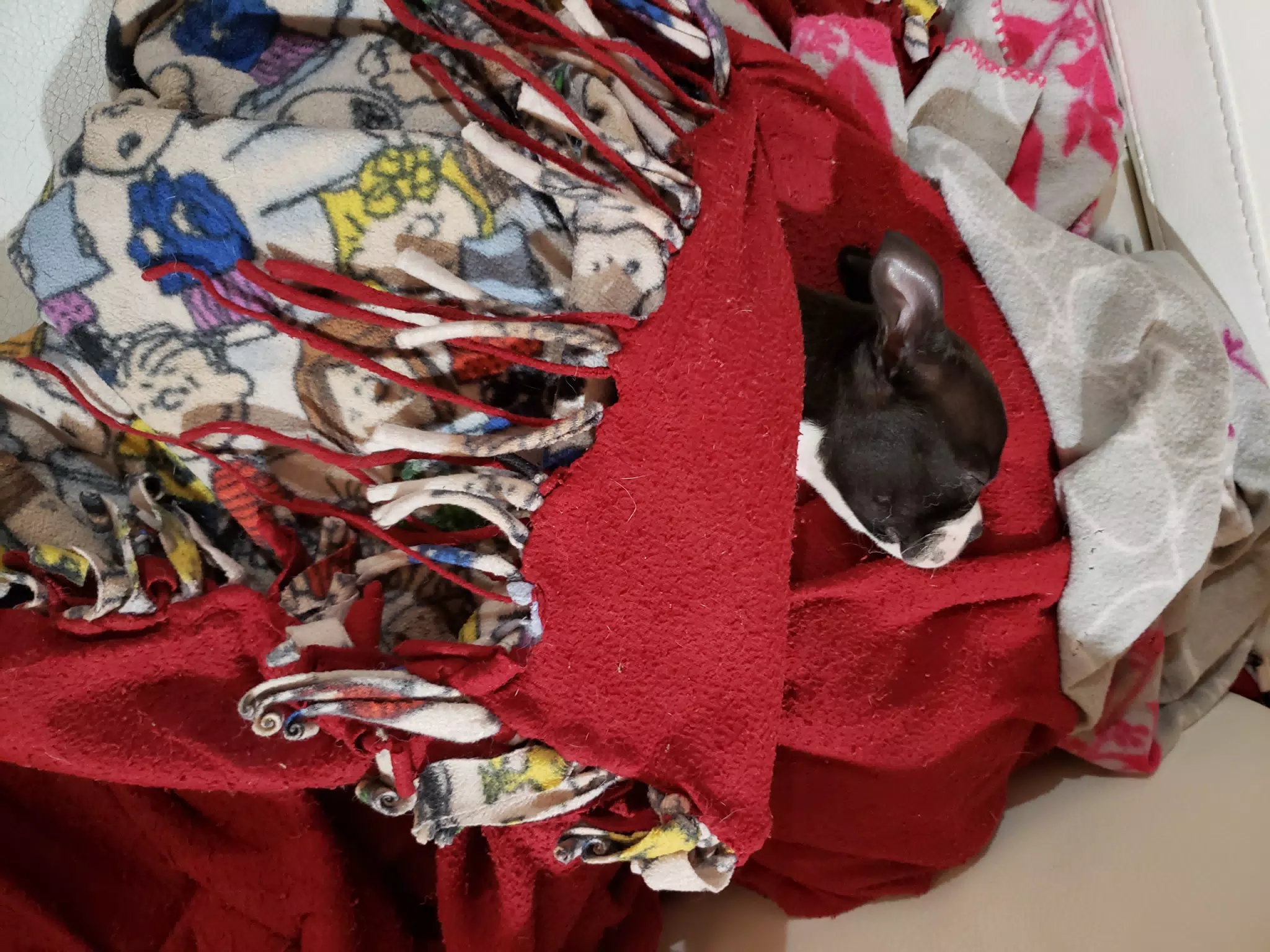 Clive Bundled in a Blanket