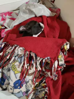 Clive Bundled in a Blanket