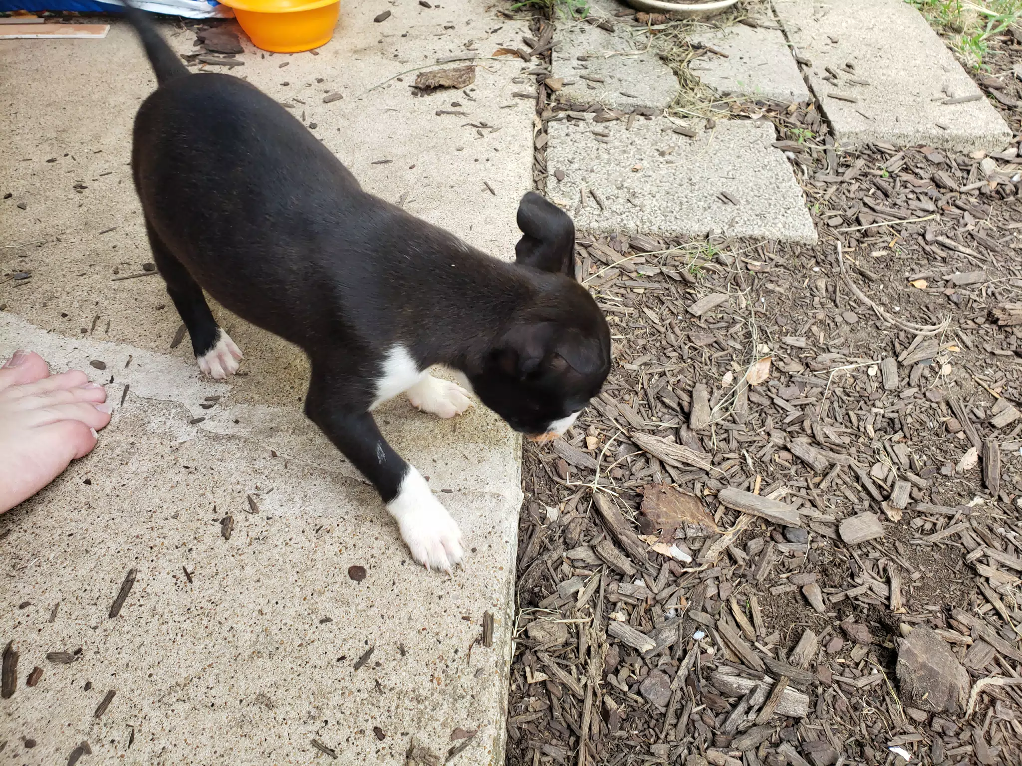 Clive Investaging the Back Yard