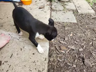Clive Investaging the Back Yard