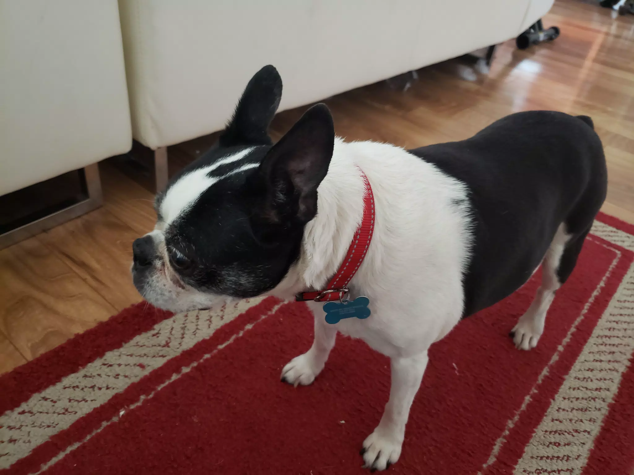 Lula the Boston Terrier