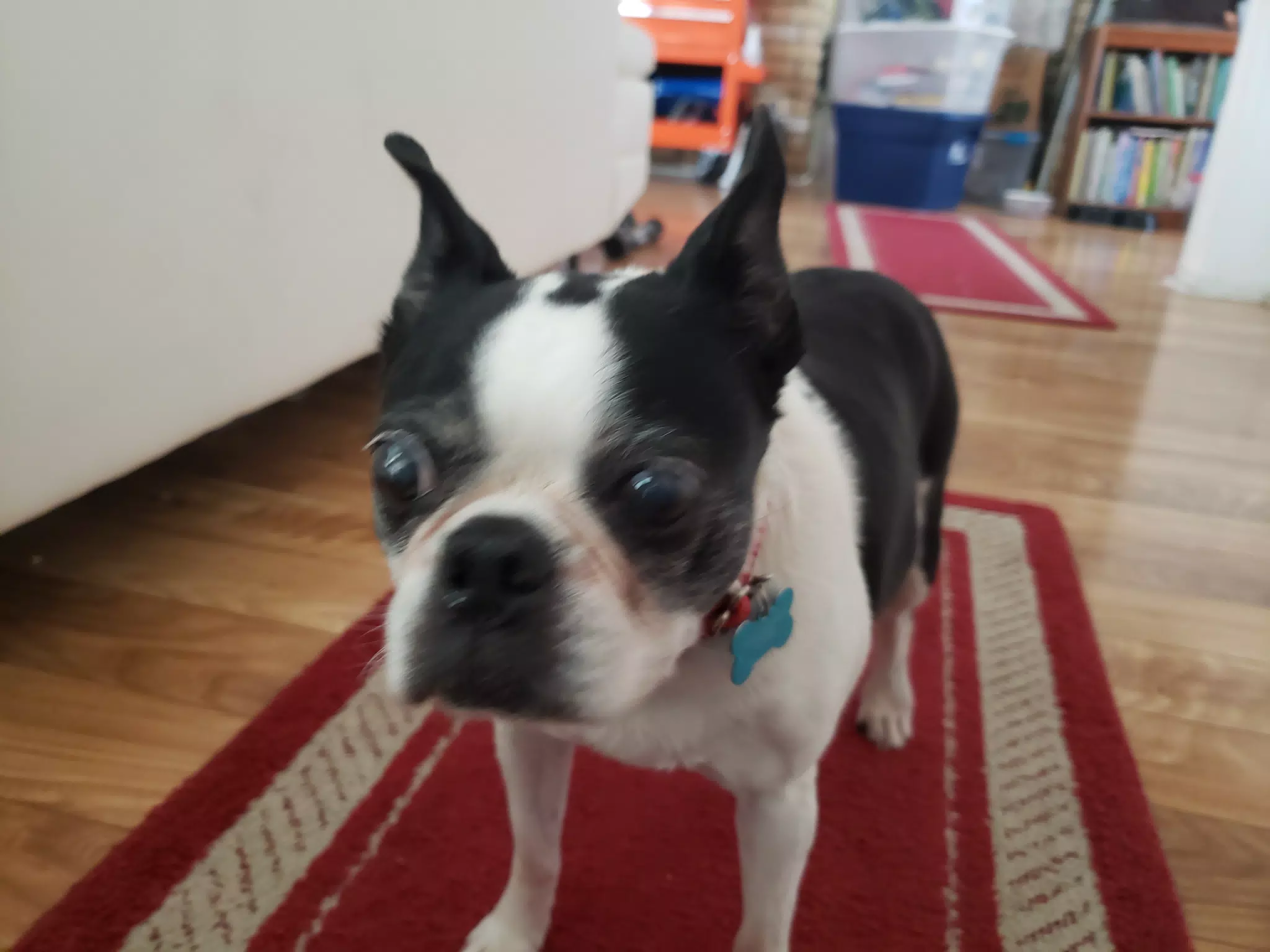 Lula the Boston Terrier