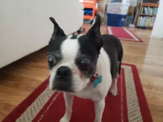 Lula the Boston Terrier