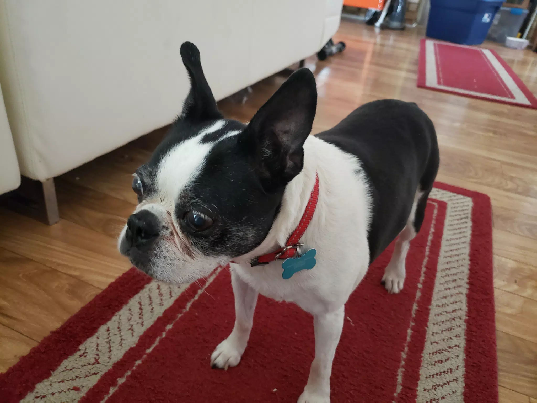 Lula the Boston Terrier