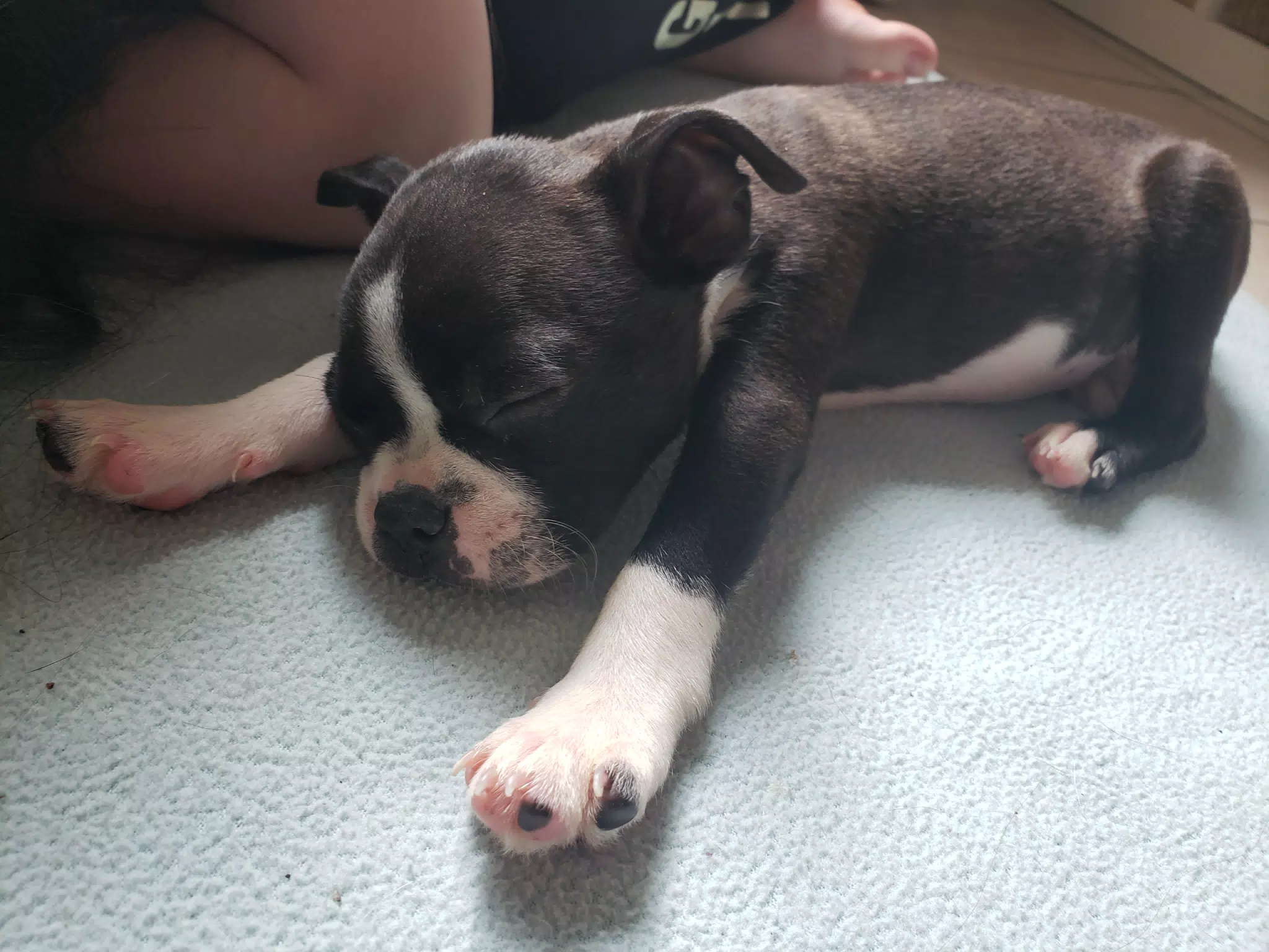 Sleeping Clive, the baby Boston Terrier