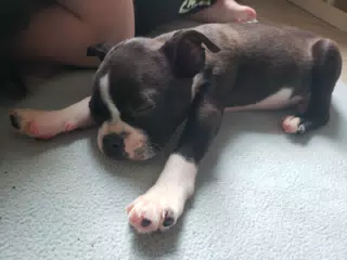 Sleeping Clive, the baby Boston Terrier