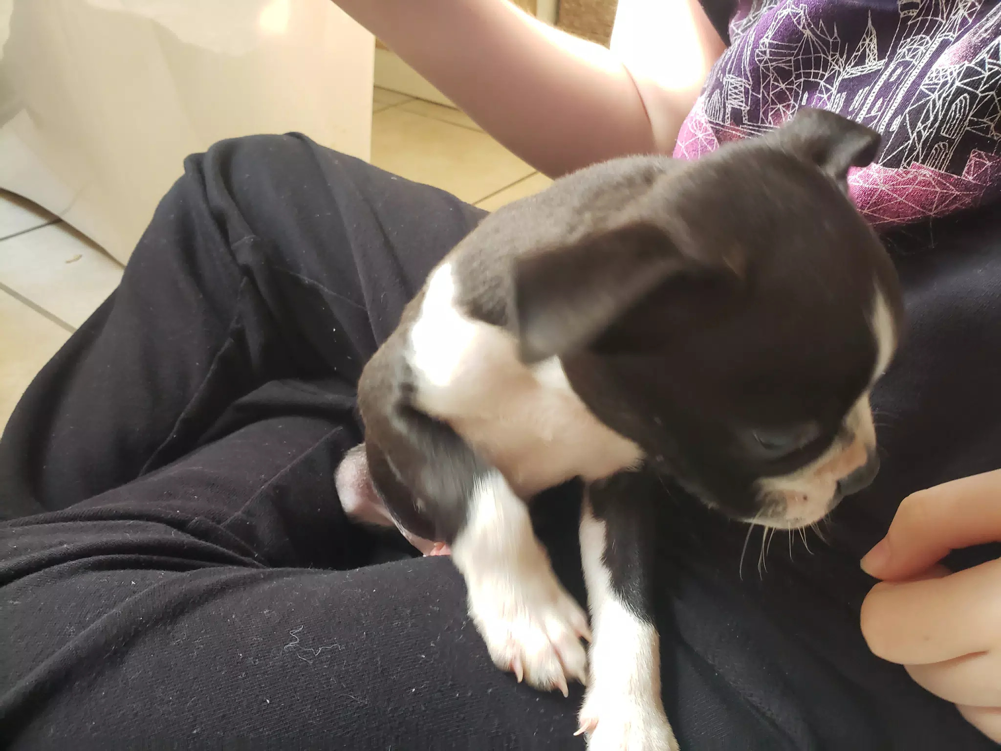 Clive in Liesl's Lap