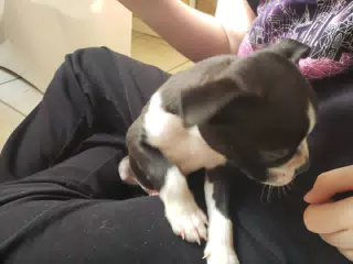 Clive in Liesl's Lap