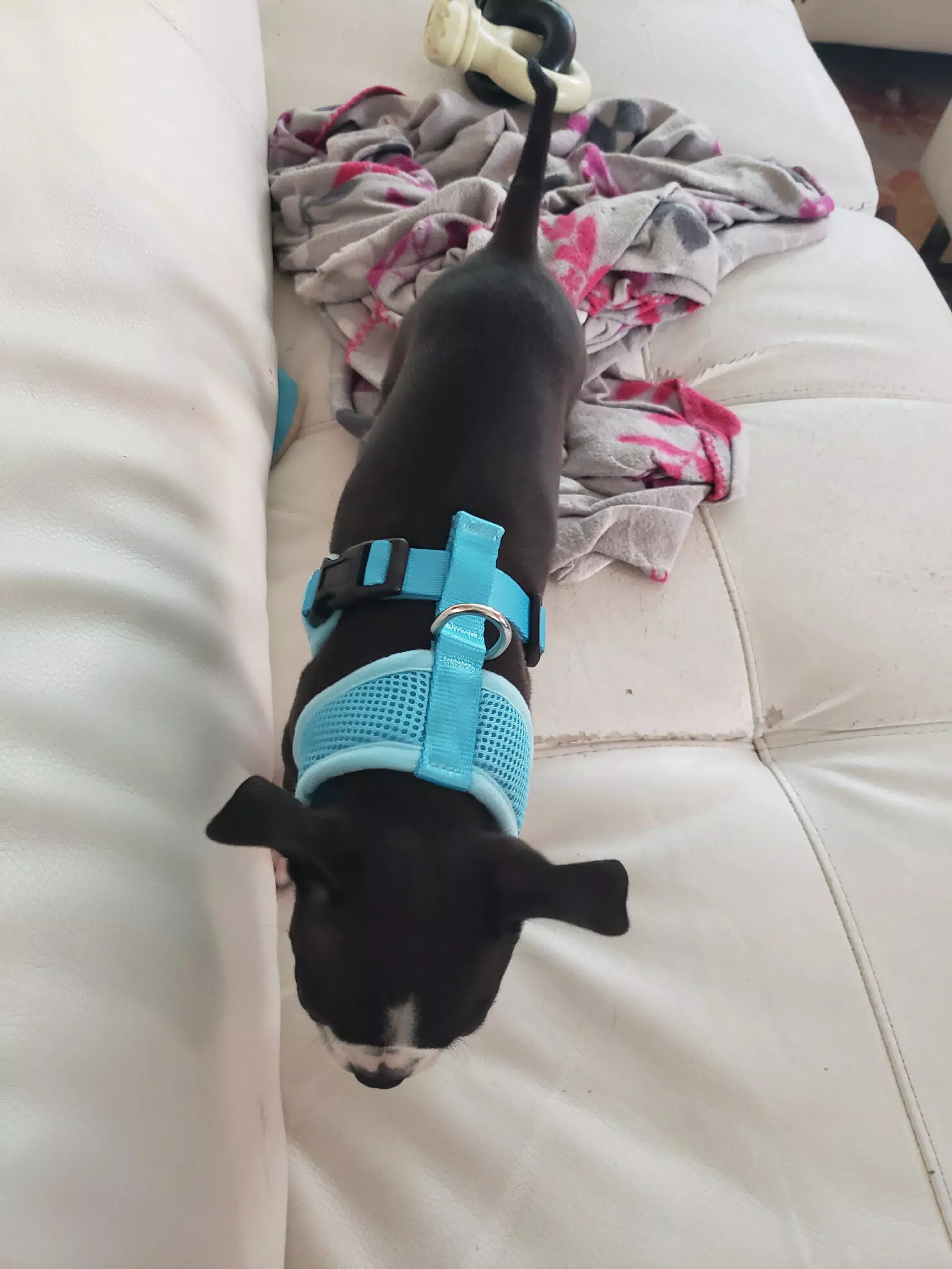 Clive in His New Harness