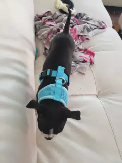 Clive in His New Harness