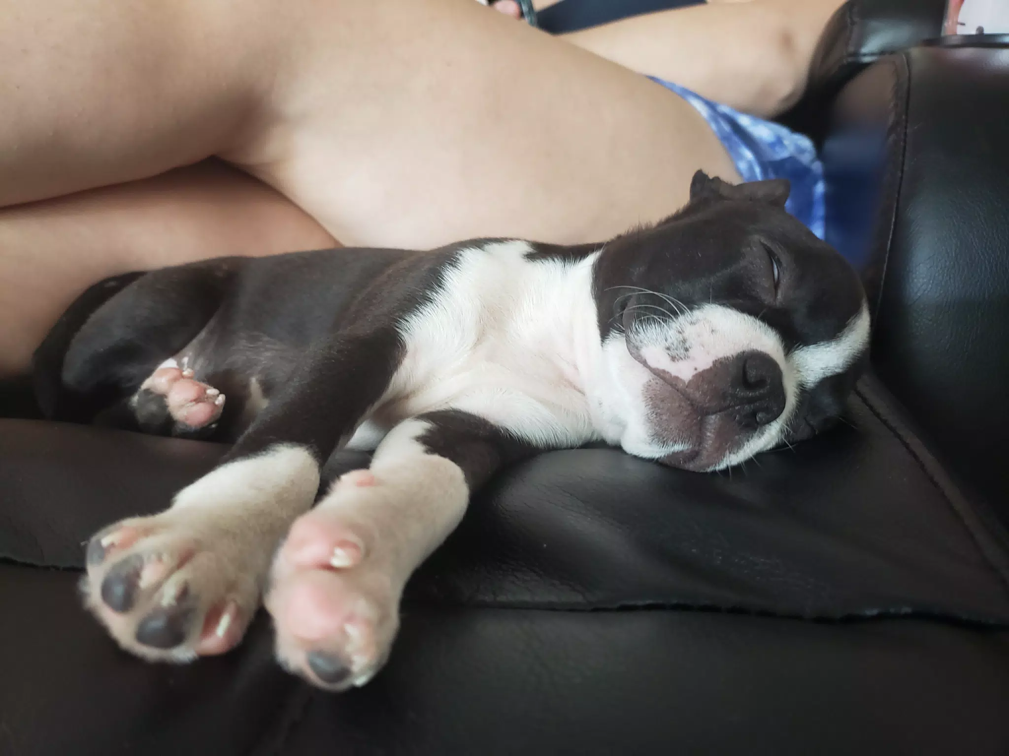 Sleeping Clive, the Boston Terrier