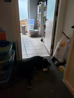 Mia Guarding the Office Door