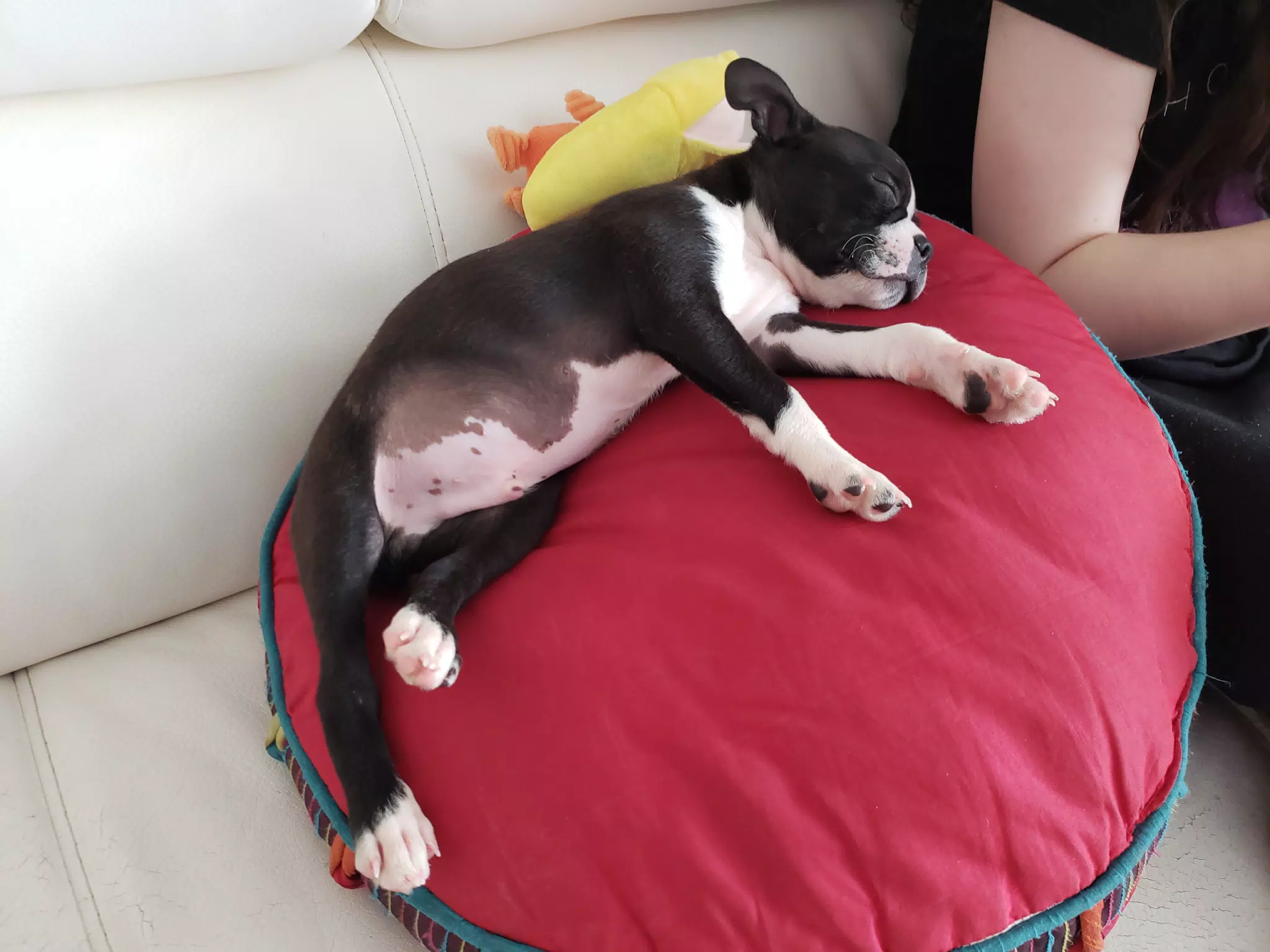 Clive Asleep on Red Pillow with Liesl
