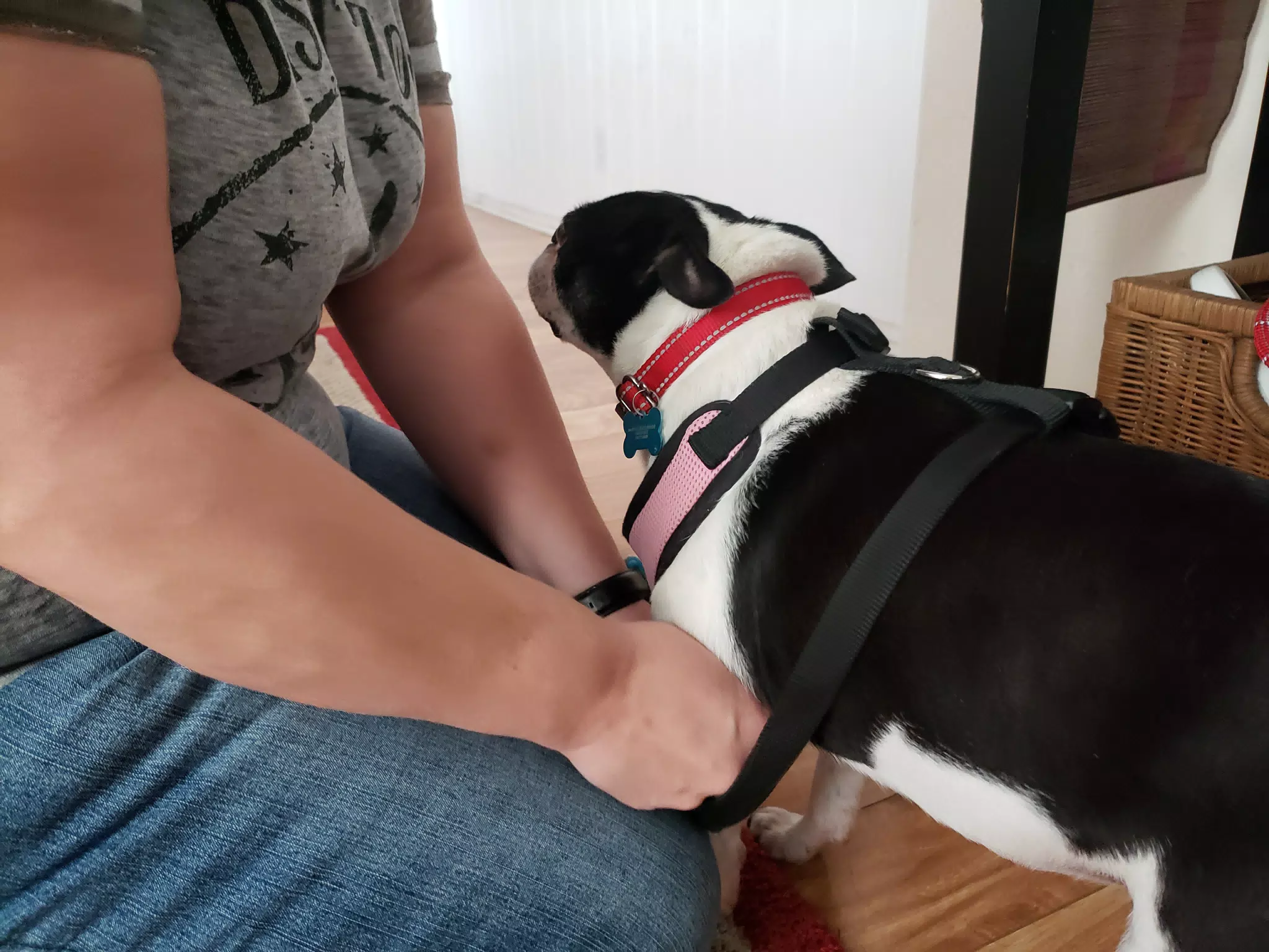 Lula Getting Her Harness On