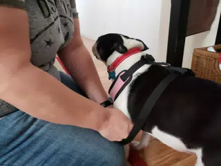 Lula Getting Her Harness On