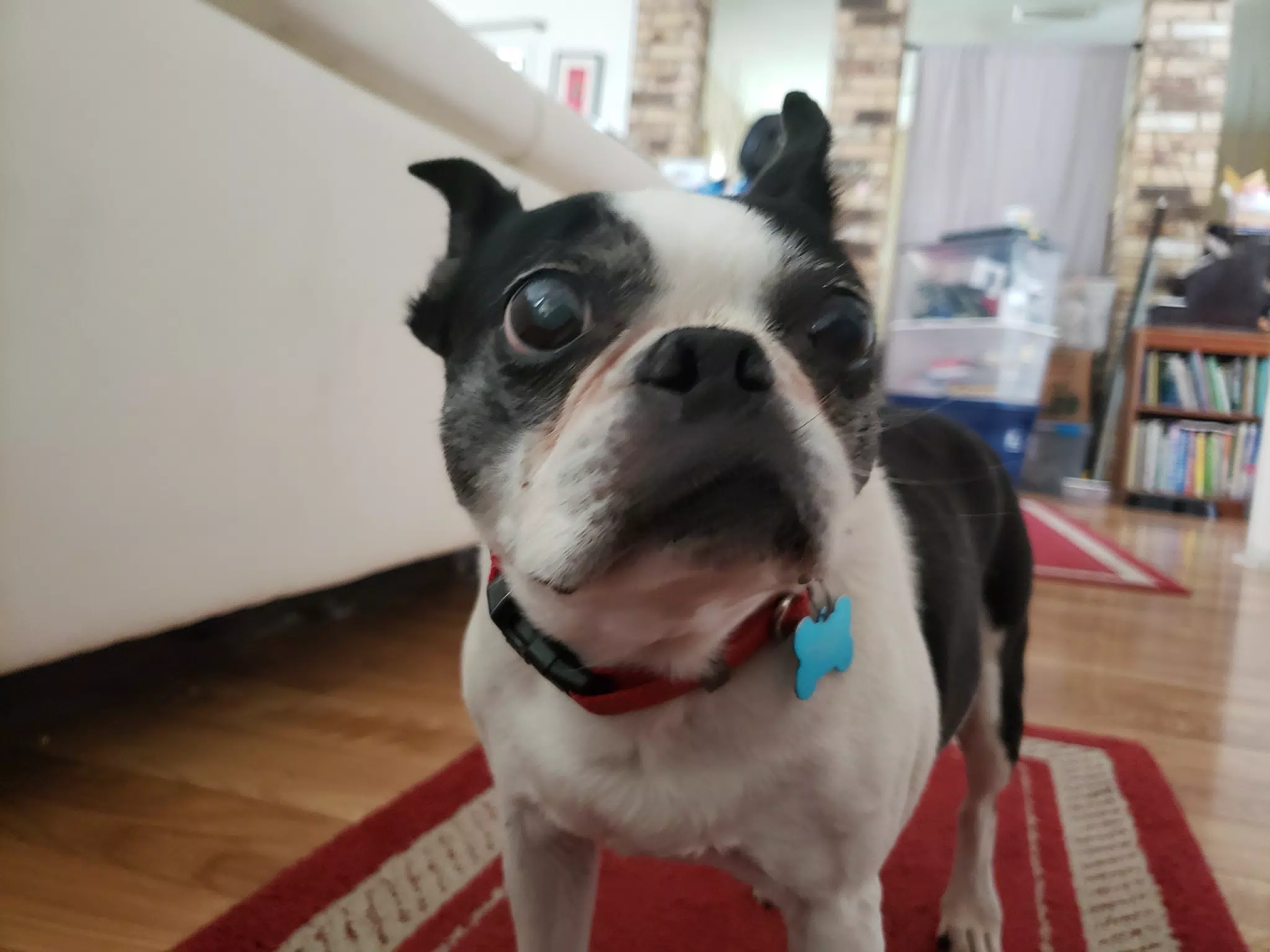 Lula the Boston Terrier
