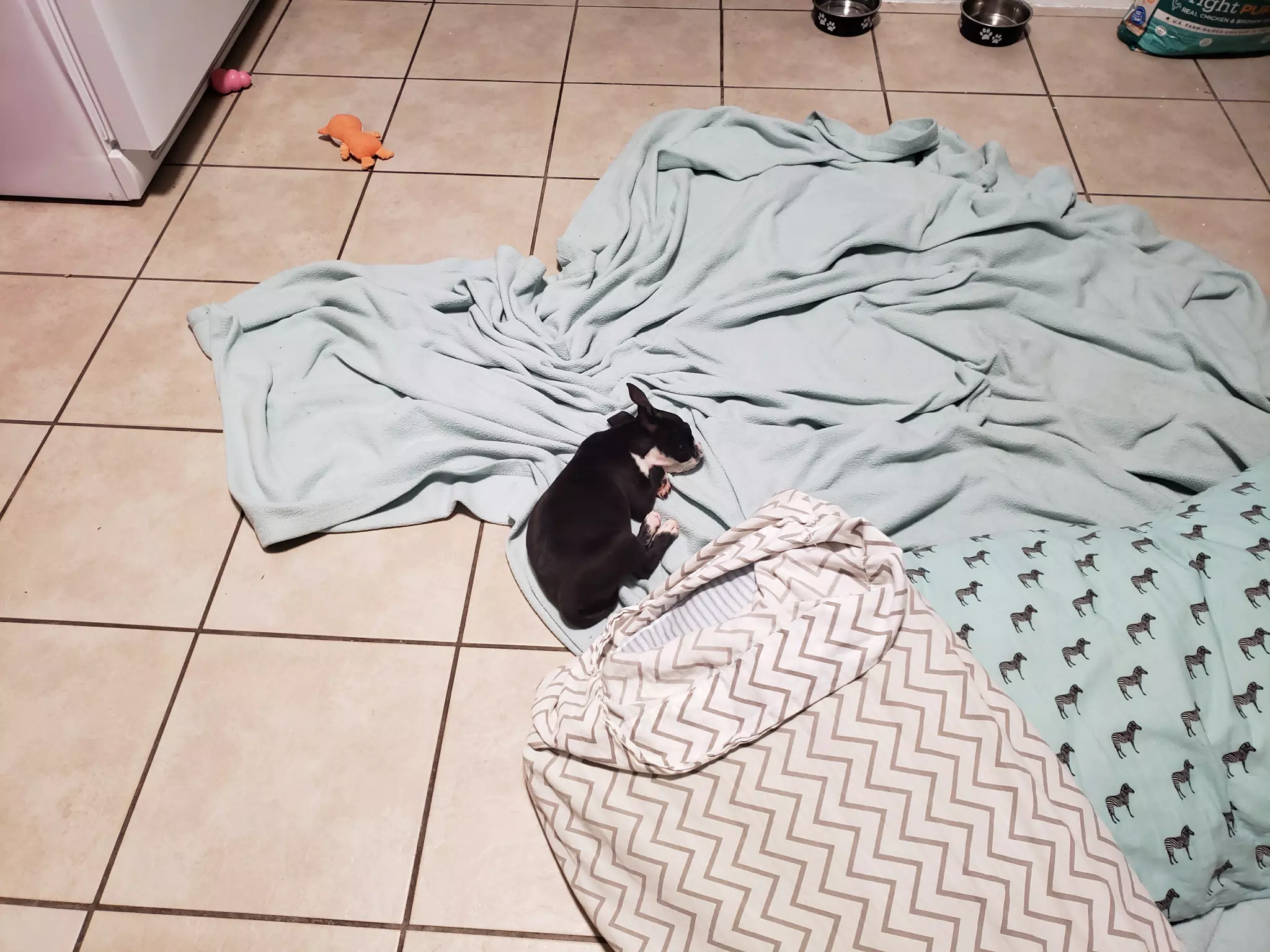 Baby Clive Sleeping, Eight Week Old Boston Terrier