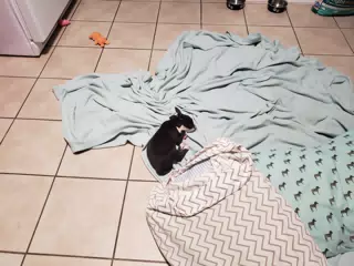 Baby Clive Sleeping, Eight Week Old Boston Terrier