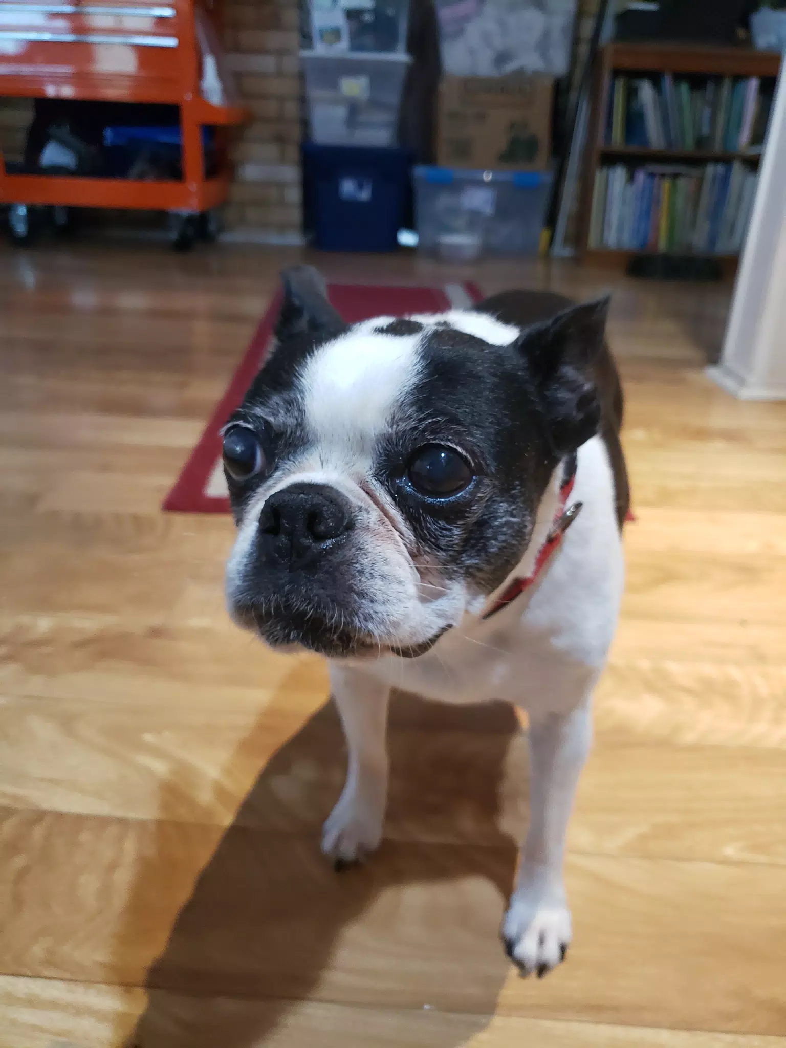 Lula