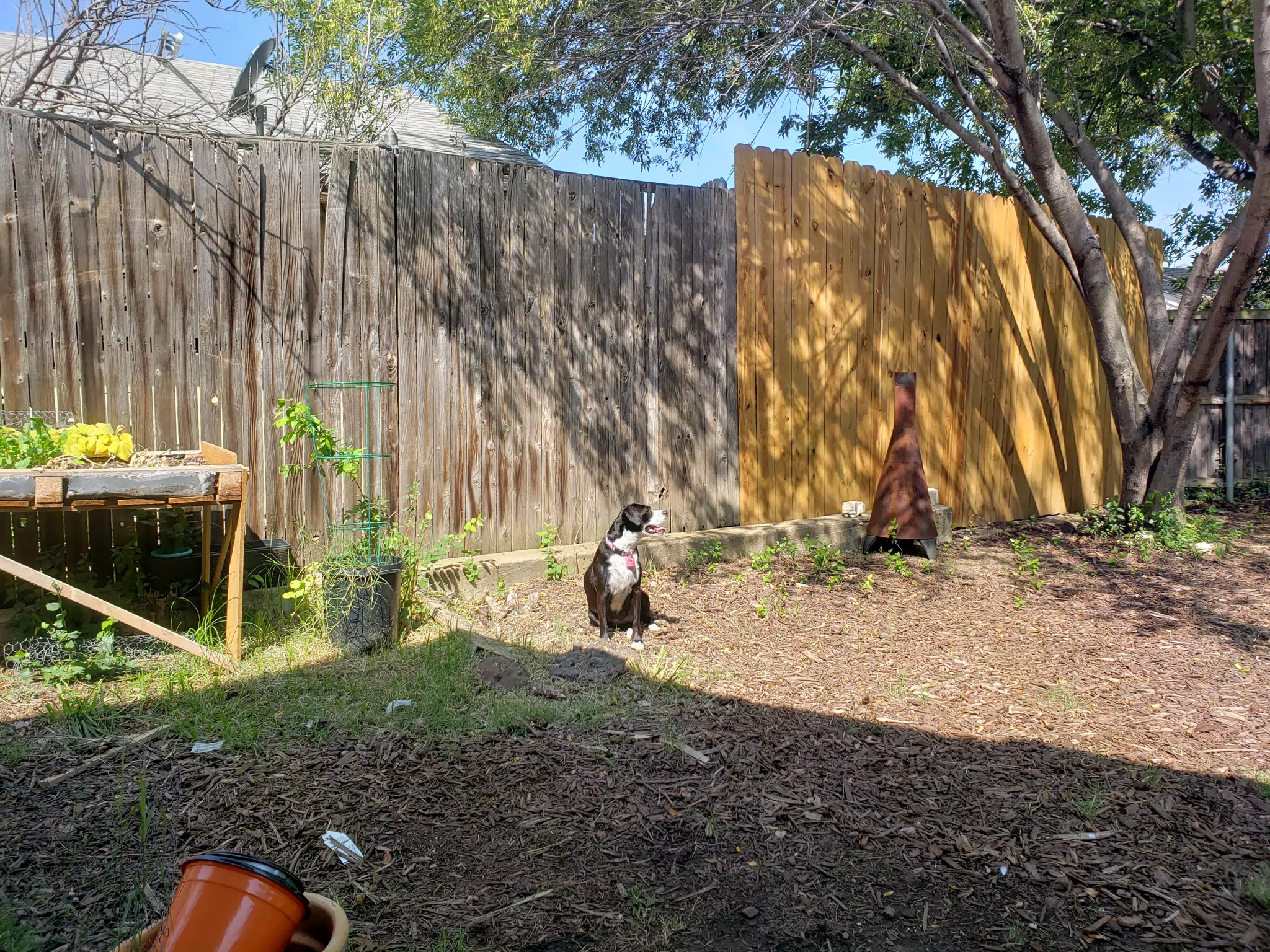 Mia in the Back Yard
