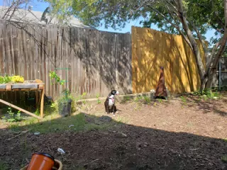 Mia in the Back Yard