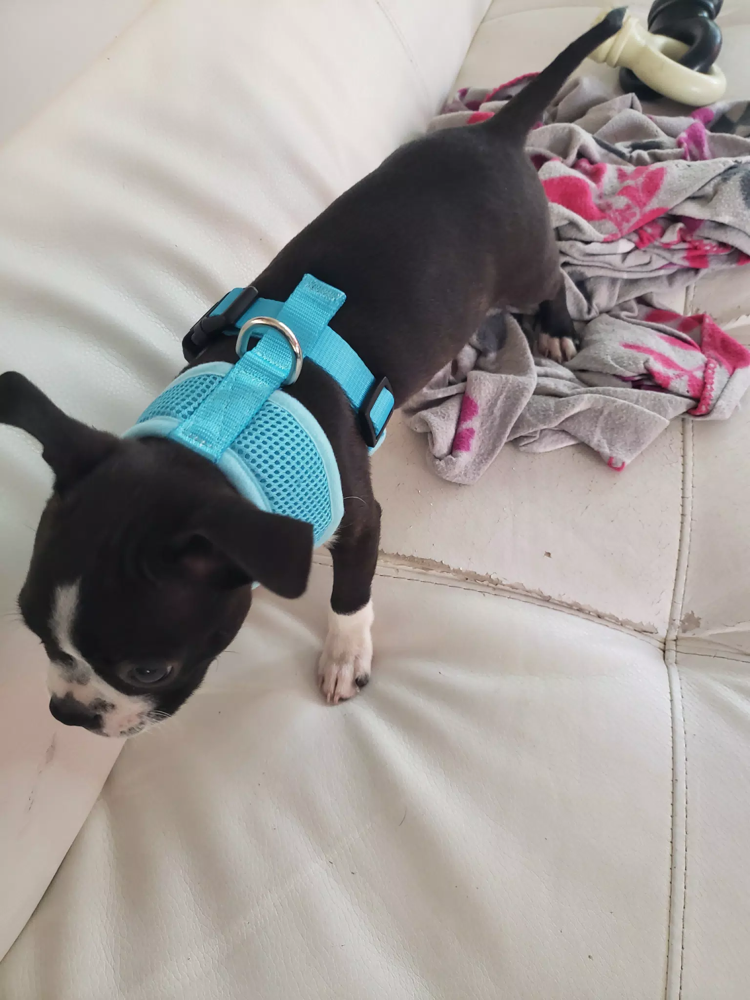 Clive with His New Harness
