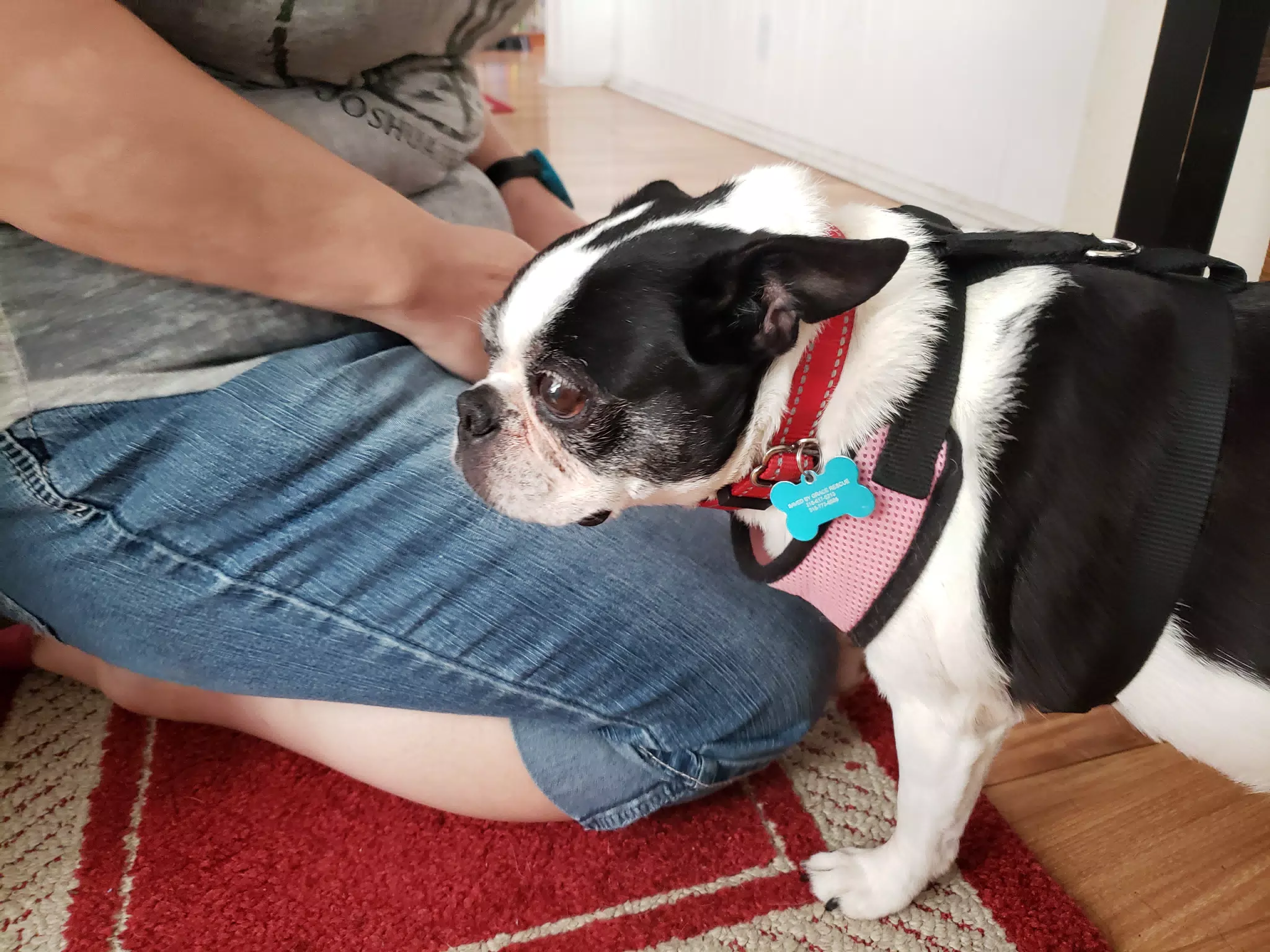 Lula the Boston Terrier