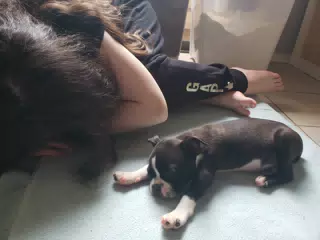 Liesl and Clive Napping