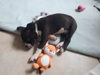 Sleeping Clive with His First Toy