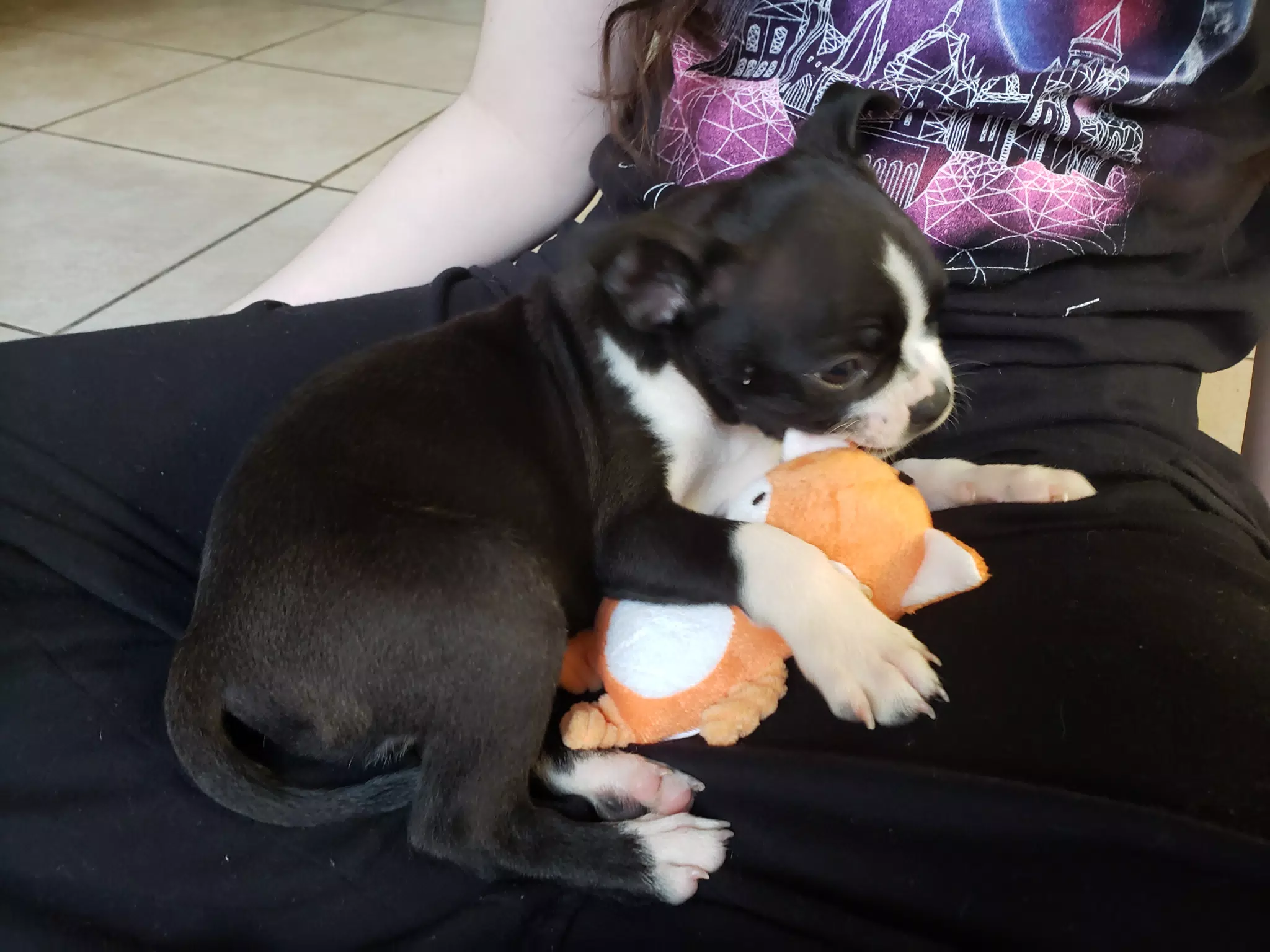 Clive in Liesl's Lap