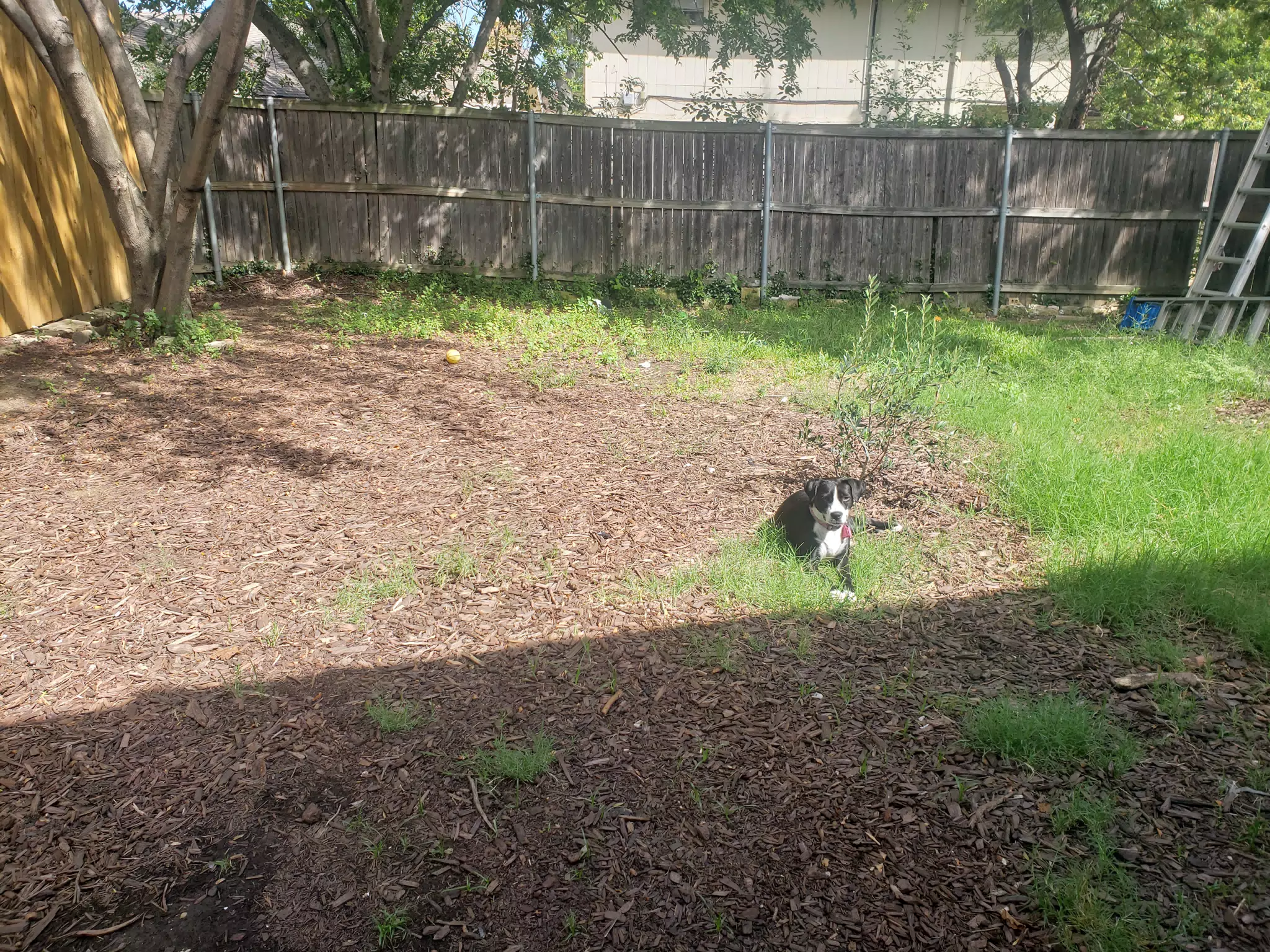 Mia Relaxing in the Yard