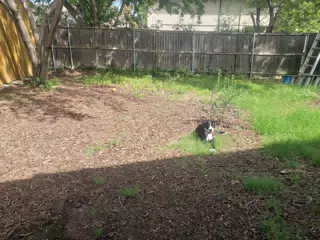 Mia Relaxing in the Yard