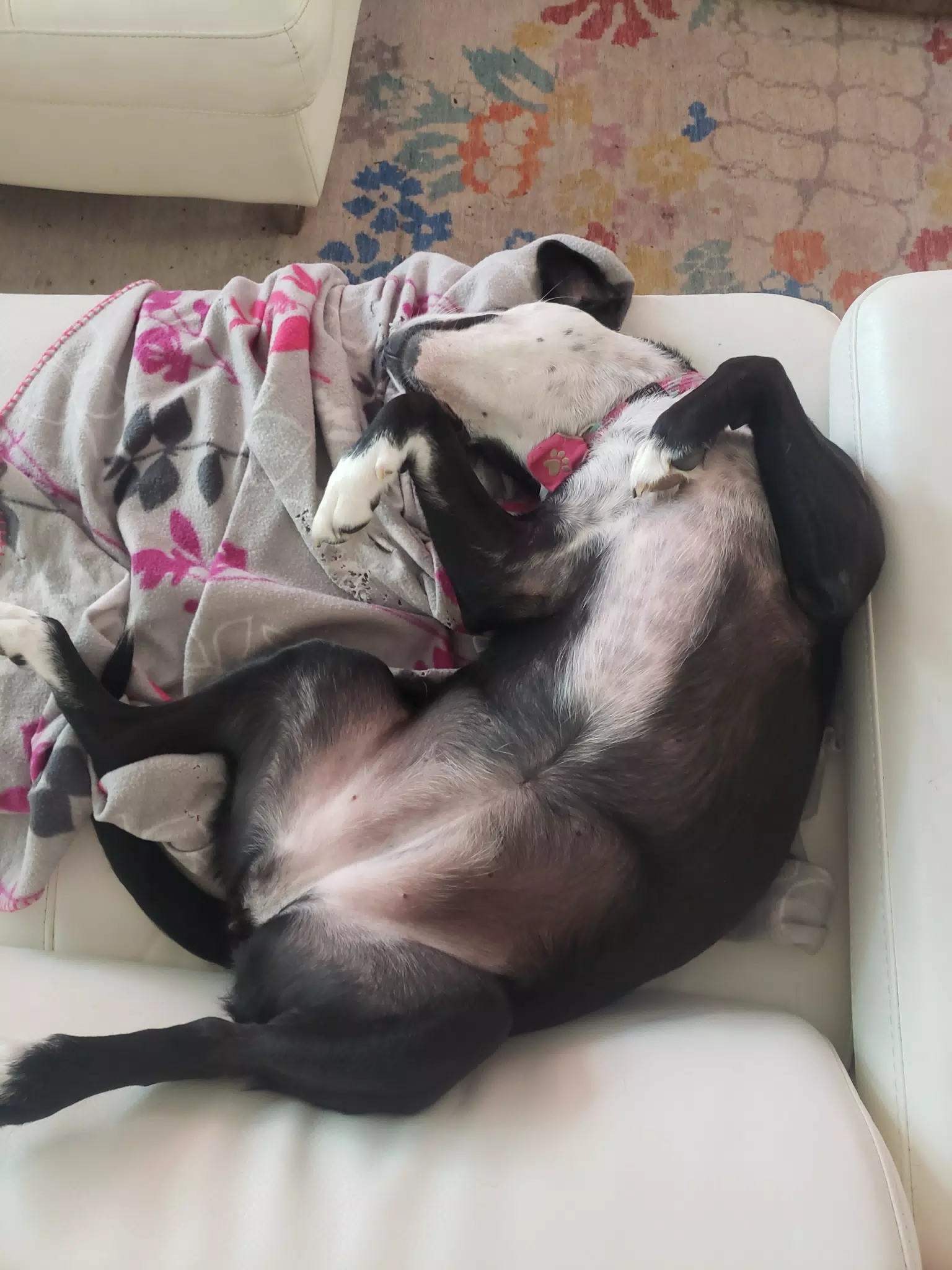 Mia Sleeping Upside Down