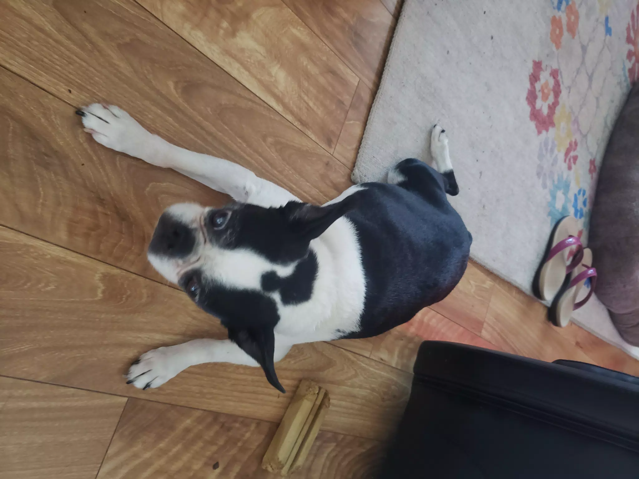 Lula on the Floor