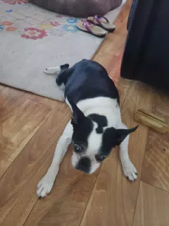 Lula on the Floor