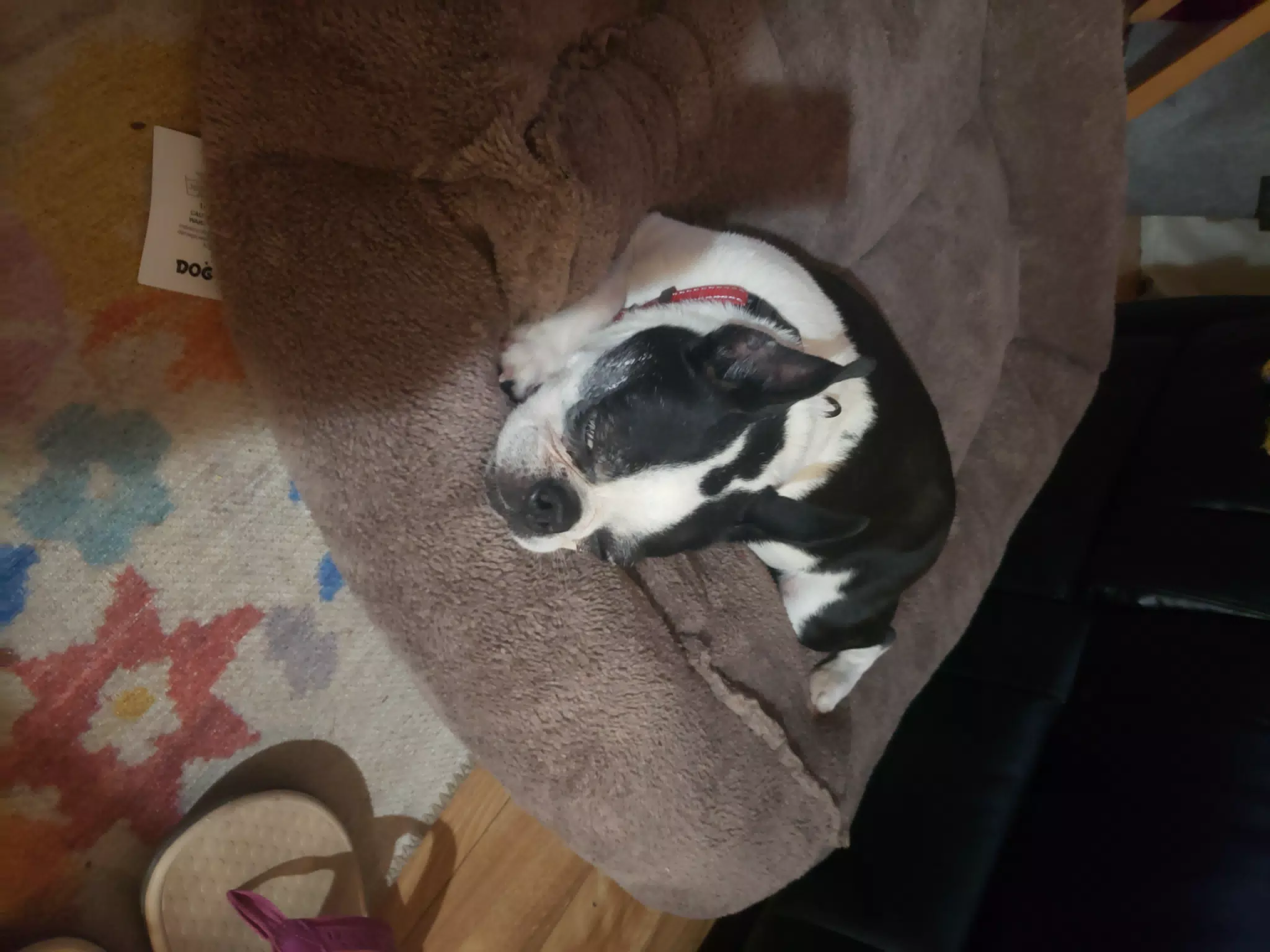 Lula Sleeping on Doggie Bed