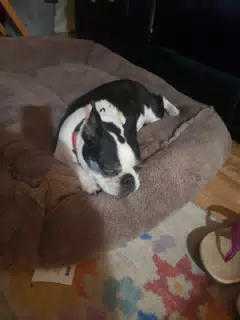Lula Sleeping on Doggie Bed